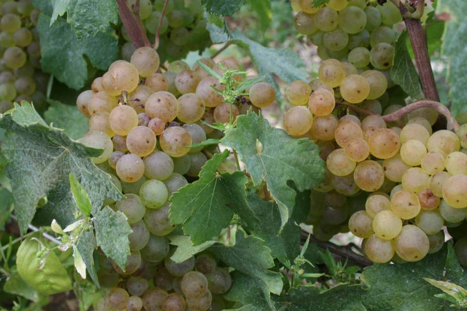 Raisin blanc - Domaine de la Bretauche