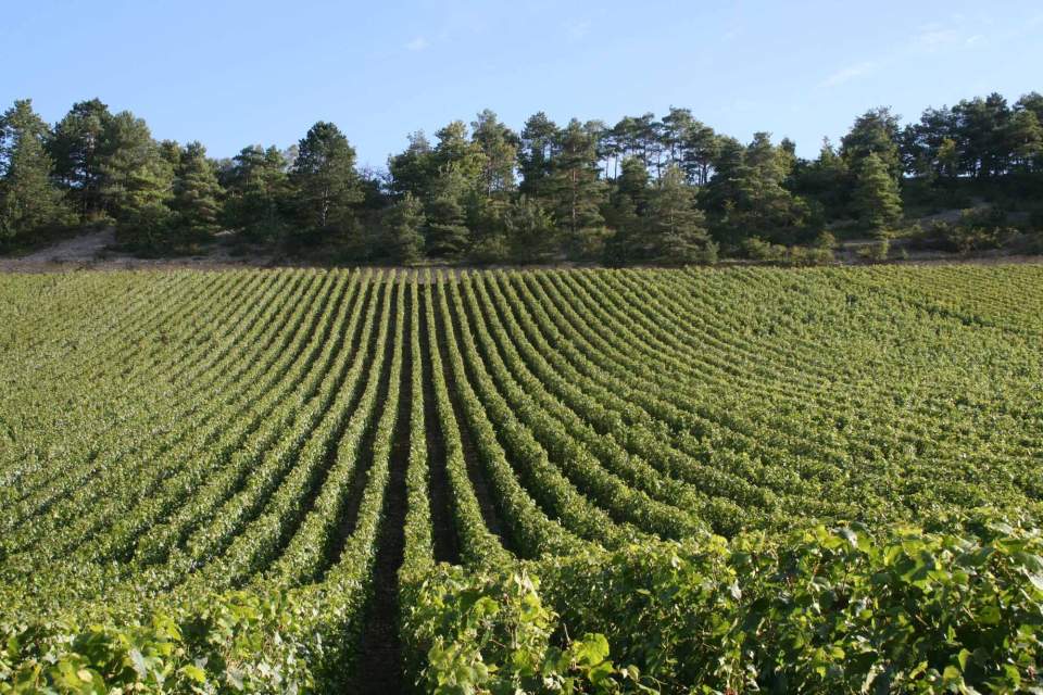 Vigne - Domaine de la Bretauche